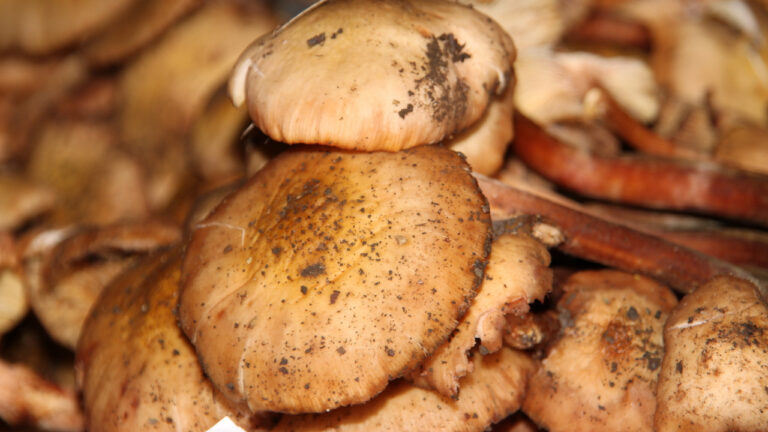 crema di orzo ai funghi