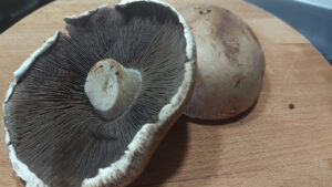 funghi portobello